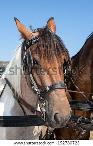 close up of two horses head outdoor