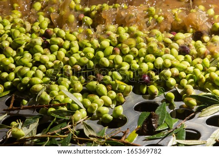 olives into small scale olive oil mill factory for extracting extra virgin olive oil