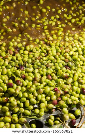 olives into small scale olive oil mill factory for extracting extra virgin olive oil