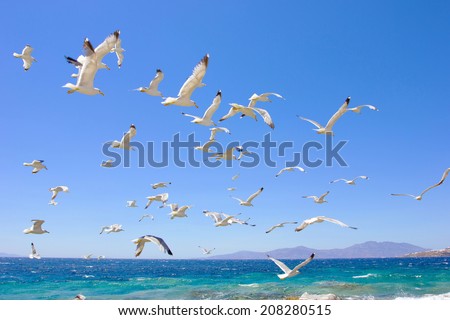 swarm of sea gulls flying close to the beach of mykonos island,Greece