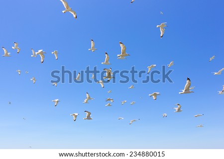 swarm of sea gulls flying close to the beach of an island,Greece