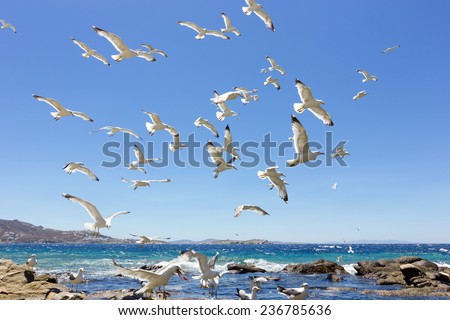 swarm of sea gulls flying close to the beach of mykonos island,Greece