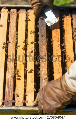 farmer with bee smoker checking a hive with bees