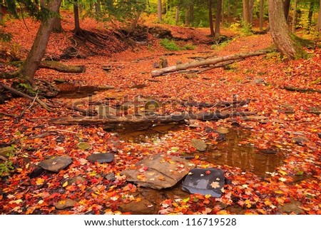 Dry Creek Bed Full of Red Leaves at a Local Park in the Fall