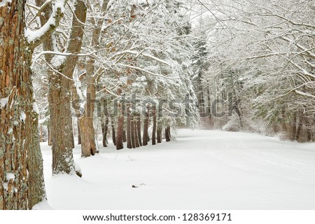 White deciduous frosty snow covered tree alley around a snow covered road in winter
