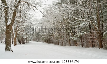 White deciduous frosty snow covered tree alley around a snow covered road in winter