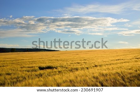 Simple golden endless wheat field under a blue sky and white clouds on a sunny summer day