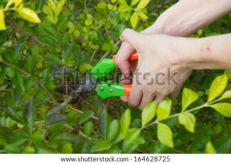 Cutting trees