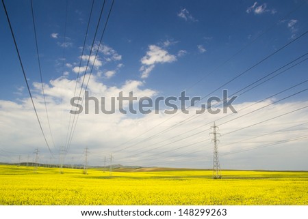 Power lines crossing over fields of blossoming rapeseed