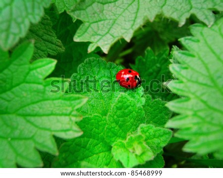 Bright red lady-bird on green foliage