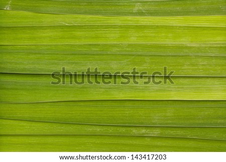 Long leaf detail background great for health spas or relaxing massage rooms