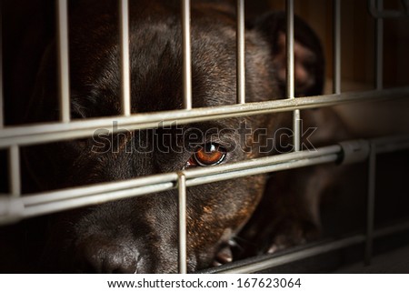 Stray Dog Looks Through The Bars Of His Cage At The Animal Rescue Shelter