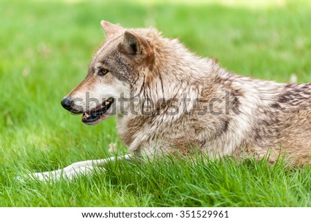 Close up of a wolf sitting on grass side view