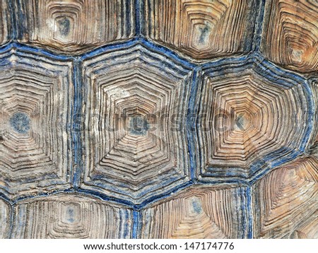 Close-up of Tortoise shell