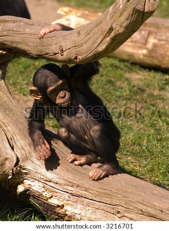 young chimpanzee