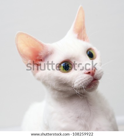 Cat Devon