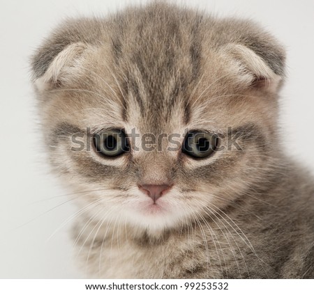 British Fold Kittens Stock Photo 99253532 : Shutterstock