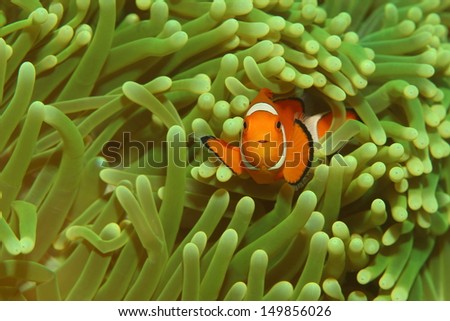 Orange Anemone fish in a green anemone