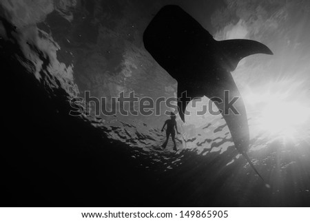 Snorkeler and Whale Shark