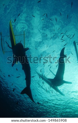 Two whale sharks dwarfing fishing boats in the Philippines