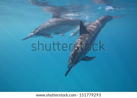 Dolphins diving after a quick breath