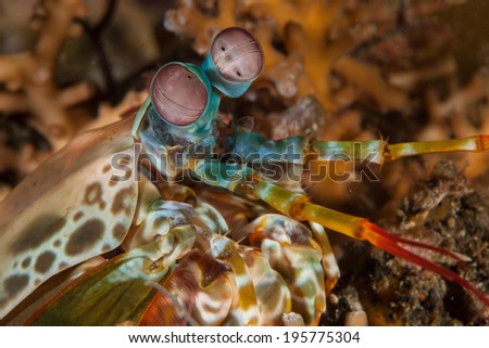 Close up of the face of a peacock mantis shrimp