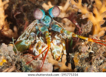 Complex Stare of a Peacock Mantis Shrimp