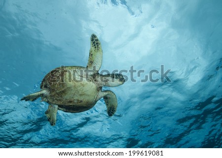 Sea Turtle near the surface and the clouds above