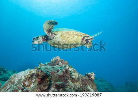 Sea Turtle Swims Above the Reef