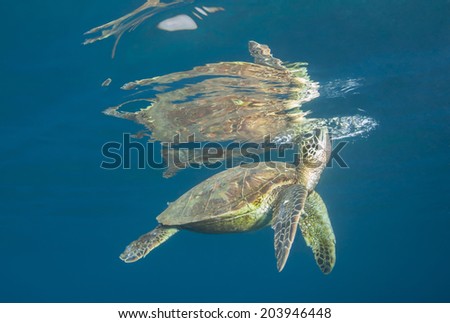 Breath of Life: A green sea turtle pokes its head through the calm surface to breath
