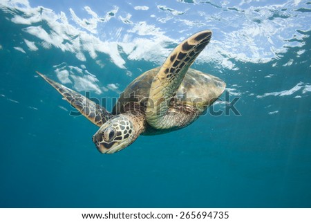 Sea Turtle Diving Down: A Hawaiian Green Sea Turtle swims down from the glassy ocean surface through clear blue ocean water