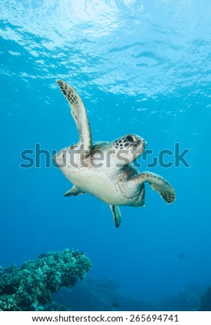 A young green sea turtle swims between the reef and the surface