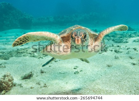A curious sea turtle checks out its own reflection in the camera lens. Beautiful clear blue ocean water and marine reptile life underwater