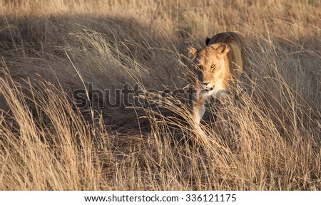 Lion, lioness prowling in the early morning shadows of the golden African savanna