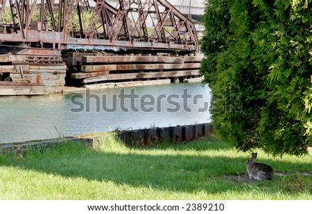 Rabbit looks at Erie Canal