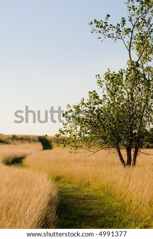 A winding path in a field of tall brown grass.