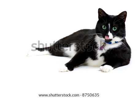 black and white cat pictures. stock photo : Black and white