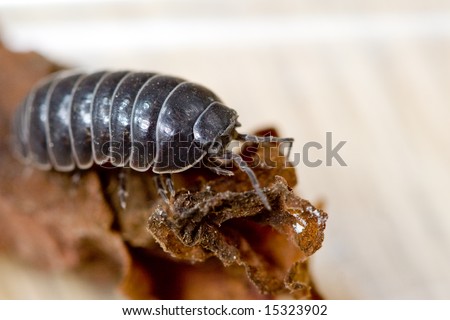 A common terrestrial crustacean the pill bug, or sow bug, also known as rollie-pollies. (Armadillidium sp.)