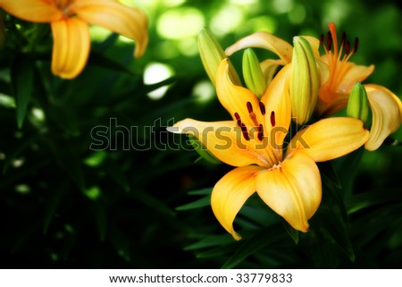 A bright orange Asiatic Lily in bloom