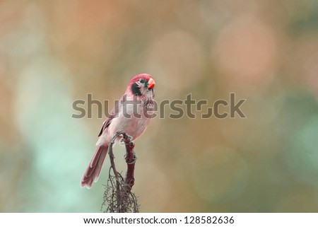 Bird [ Thailand ]