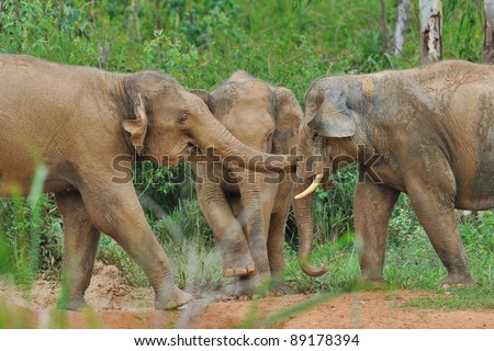 Three elephants thailand playing