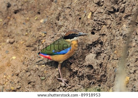 bird [ Mangrove Pitta ] thailand