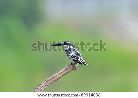 bird Pied Kingfisher perched on a branch with a dark soft background