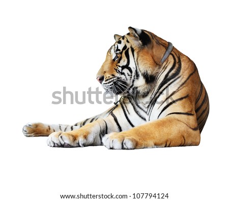 Tiger Isolated On White Background Stock Photo 107794124 : Shutterstock