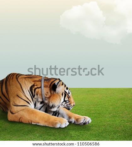 tiger sleep under the sky with cloud on grass floor
