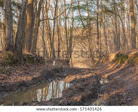forest trail covered in puddles