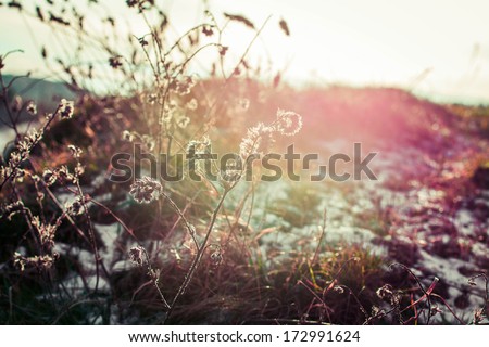 Wild flowers in the sun with snow