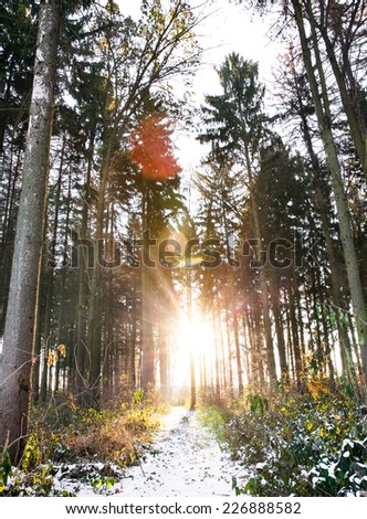 Snowy forest at dawn. Sunrise in the pine forest, beautiful road. nature
