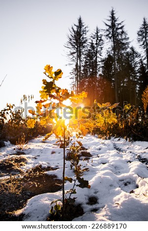 Nature, Small oak at sunrise on the background of pine forest
