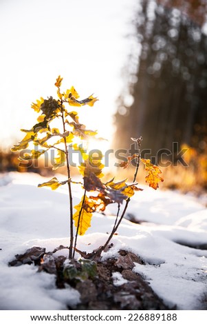 Nature, Small oak at sunrise on the background of pine forest